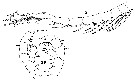 Espèce Haloptilus longicornis - Planche 13 de figures morphologiques