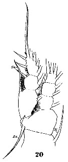 Species Haloptilus spiniceps - Plate 8 of morphological figures