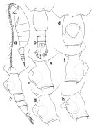 Species Heterorhabdus tuberculus - Plate 1 of morphological figures