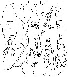 Espèce Scottocalanus rotundatus - Planche 1 de figures morphologiques
