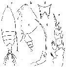 Espèce Scottocalanus helenae - Planche 15 de figures morphologiques