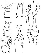 Espèce Scottocalanus securifrons - Planche 13 de figures morphologiques