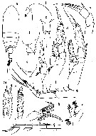 Espce Undinothrix spinosa - Planche 1 de figures morphologiques