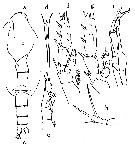 Species Scaphocalanus magnus - Plate 17 of morphological figures
