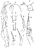 Espèce Scaphocalanus elongatus - Planche 6 de figures morphologiques