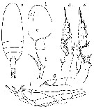 Espèce Scaphocalanus farrani - Planche 14 de figures morphologiques