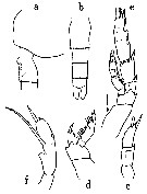 Espèce Scaphocalanus subbrevicornis - Planche 5 de figures morphologiques