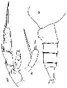 Espèce Scaphocalanus longifurca - Planche 6 de figures morphologiques