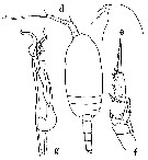 Species Scaphocalanus longifurca - Plate 7 of morphological figures