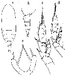 Species Scaphocalanus longifurca - Plate 8 of morphological figures