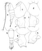 Species Heterorhabdus prolixus - Plate 1 of morphological figures