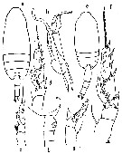Species Scaphocalanus curtus - Plate 11 of morphological figures