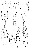 Espce Scolecithrix porrecta - Planche 1 de figures morphologiques