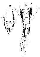 Species Scolecithrix bradyi - Plate 12 of morphological figures