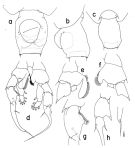 Espce Heterorhabdus prolixus - Planche 2 de figures morphologiques