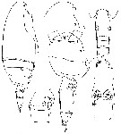 Espce Scaphocalanus somaliensis - Planche 1 de figures morphologiques