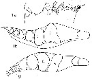 Species Neocalanus robustior - Plate 13 of morphological figures