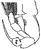 Espèce Sinocalanus doerrii - Planche 3 de figures morphologiques