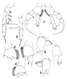 Species Heterorhabdus egregius - Plate 2 of morphological figures