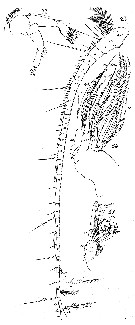 Espèce Xanthocalanus agilis - Planche 3 de figures morphologiques