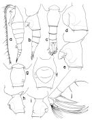 Espèce Heterorhabdus fistulosus - Planche 1 de figures morphologiques