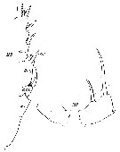 Species Scolecithricella vittata - Plate 18 of morphological figures