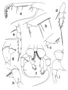 Espèce Heterorhabdus fistulosus - Planche 2 de figures morphologiques