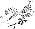 Espèce Archescolecithrix auropecten - Planche 13 de figures morphologiques
