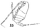 Espèce Scolecitrichopsis ctenopus - Planche 6 de figures morphologiques
