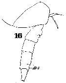 Espèce Scaphocalanus longifurca - Planche 9 de figures morphologiques