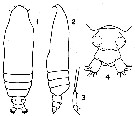 Species Calocalanus contractus - Plate 5 of morphological figures