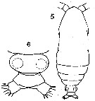 Espèce Calocalanus styliremis - Planche 8 de figures morphologiques
