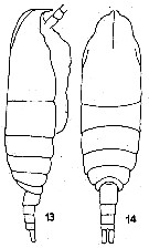 Espèce Monacilla tenera - Planche 1 de figures morphologiques
