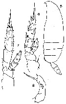 Espèce Pseudoamallothrix laminata - Planche 6 de figures morphologiques