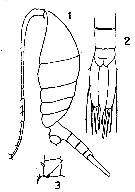 Espèce Lucicutia flavicornis - Planche 17 de figures morphologiques