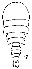 Espèce Sapphirina nigromaculata - Planche 10 de figures morphologiques