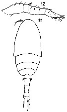 Espèce Ratania atlantica - Planche 1 de figures morphologiques