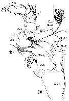 Species Gaetanus armiger - Plate 7 of morphological figures