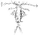 Species Aetideus armatus - Plate 13 of morphological figures