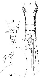 Species Chiridius poppei - Plate 11 of morphological figures