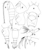 Espèce Heterorhabdus insukae - Planche 1 de figures morphologiques