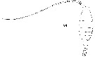 Espèce Heterostylites longicornis - Planche 13 de figures morphologiques