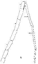 Espèce Heterorhabdus abyssalis - Planche 7 de figures morphologiques