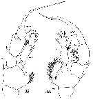 Espèce Heterorhabdus clausi - Planche 8 de figures morphologiques