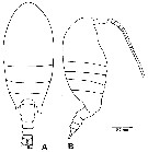 Species Stephos kurilensis - Plate 1 of morphological figures