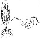 Espèce Acartia (Acanthacartia) fossae - Planche 5 de figures morphologiques