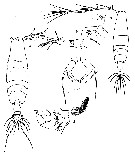 Espèce Acartia (Odontacartia) japonica - Planche 4 de figures morphologiques