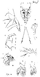 Espèce Copilia longistylis - Planche 1 de figures morphologiques