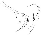 Espèce Copilia mediterranea - Planche 4 de figures morphologiques