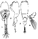 Species Farranula gibbula - Plate 14 of morphological figures